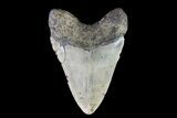 Megalodon Tooth - North Carolina #82918-2